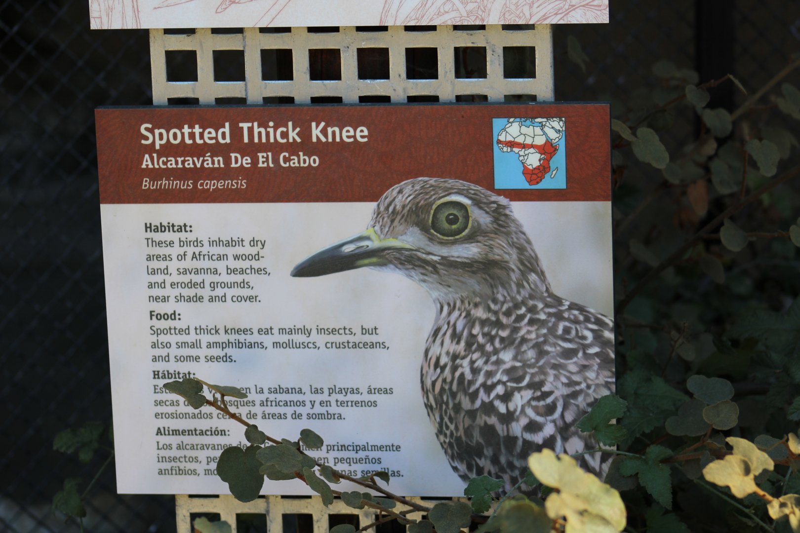 Cape Thick-Knee Signge