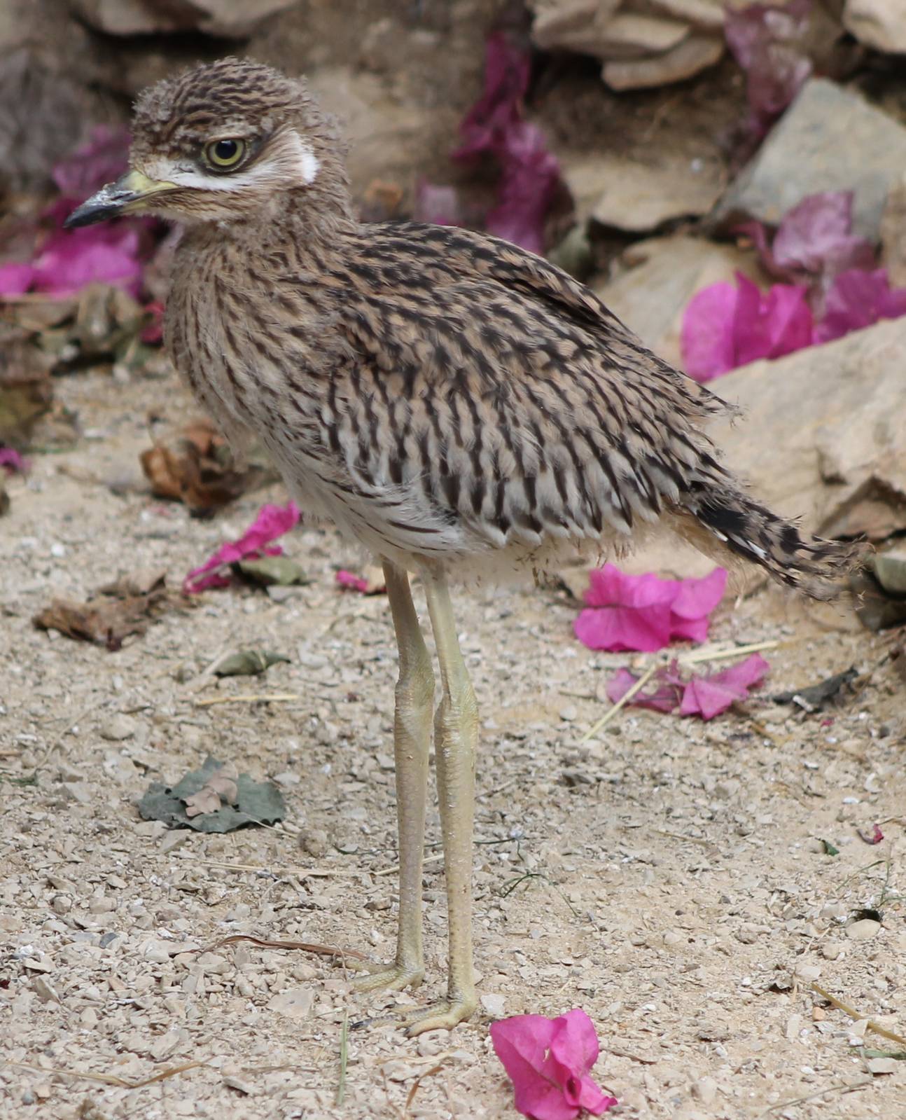 Cape Thick-knee young bird