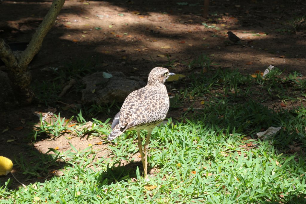 Cape Thick-knee