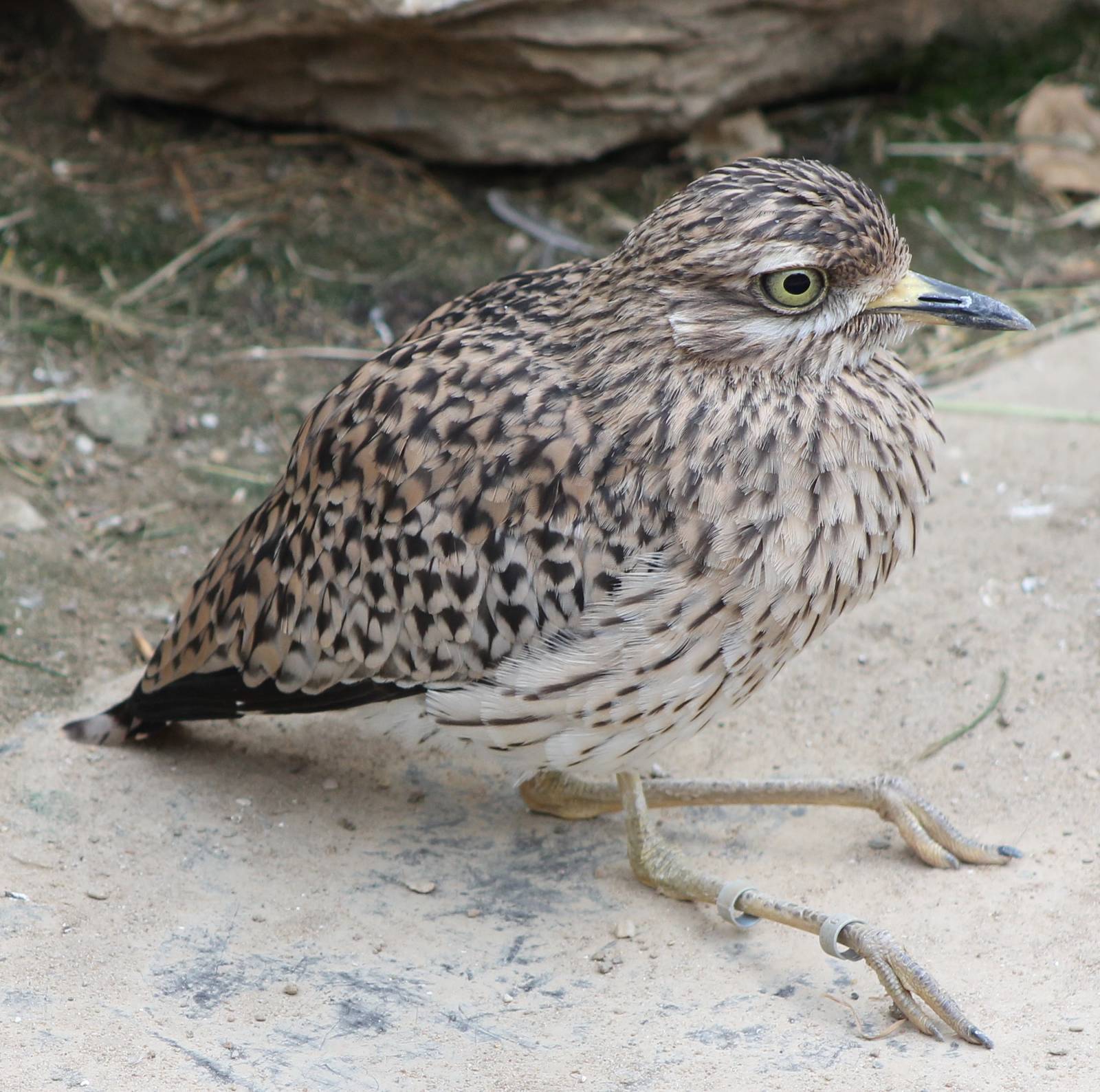 Cape Thick-knee