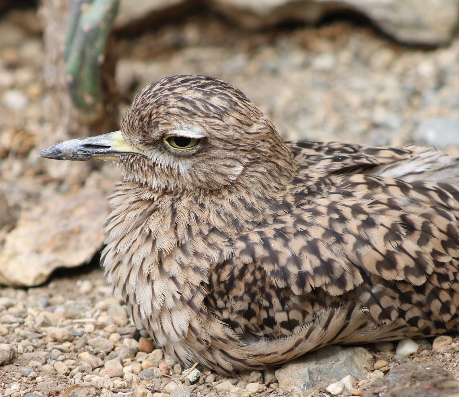 Cape Thick-knee