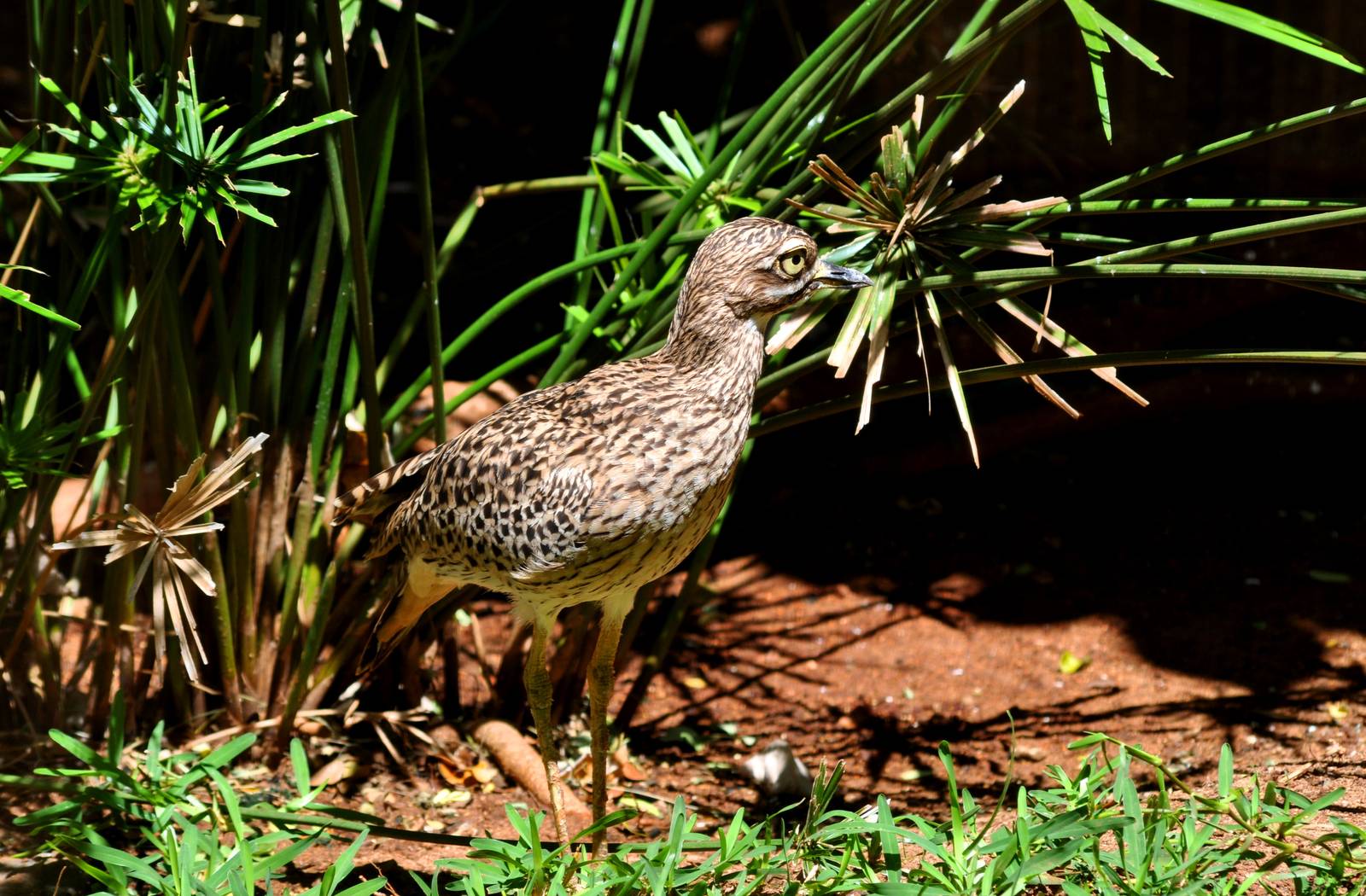 Cape Thick-knee