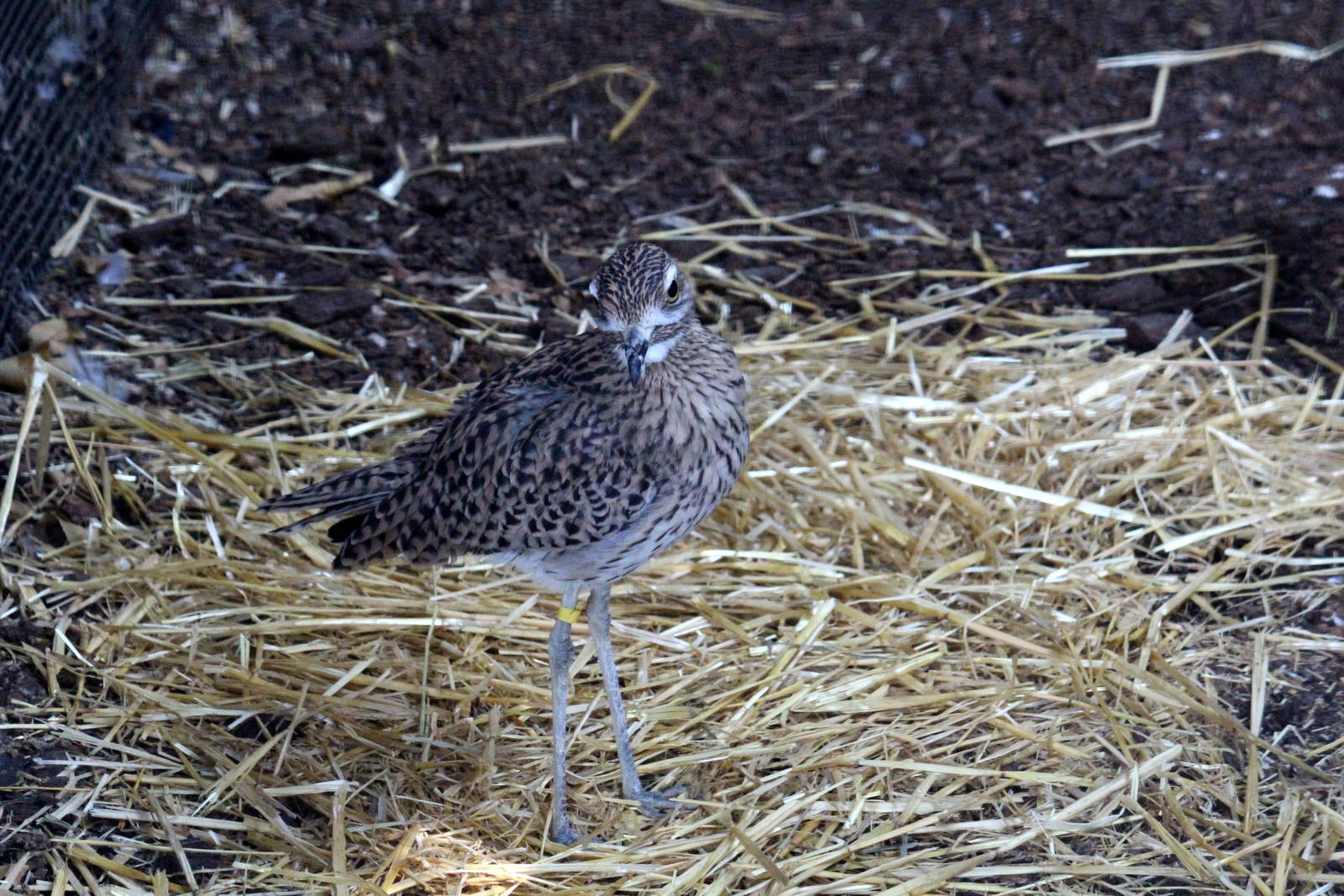 Cape Thick-Knee