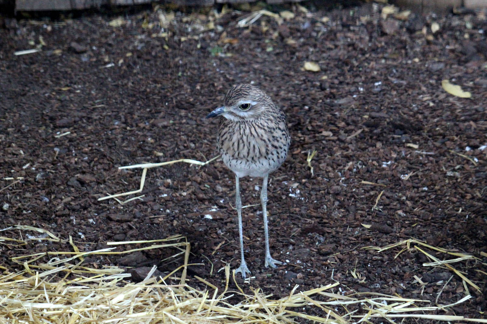 Cape Thick-Knee