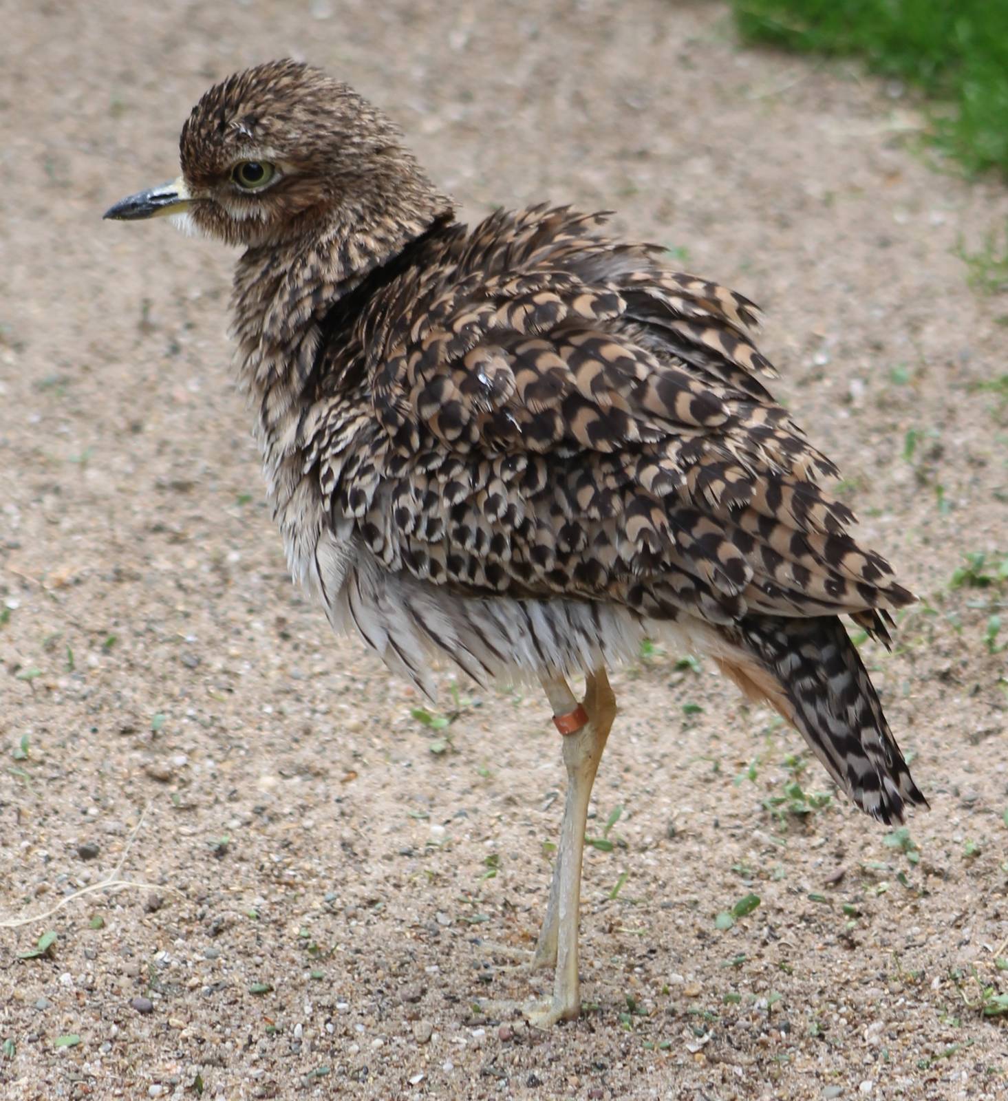 Cape thick knee