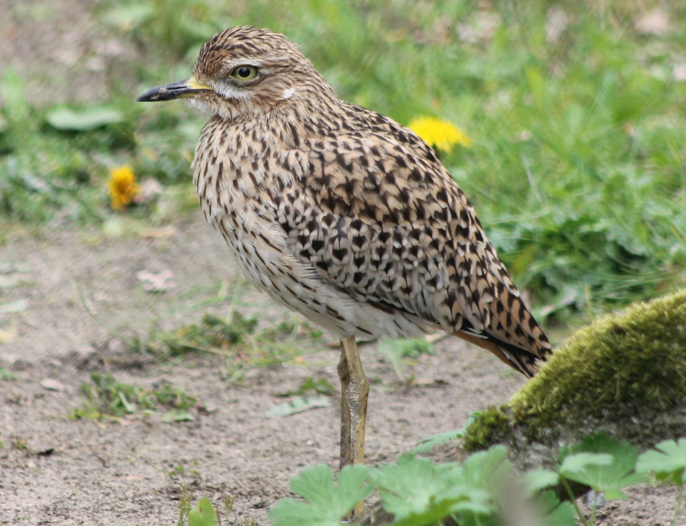 Cape thick-knee