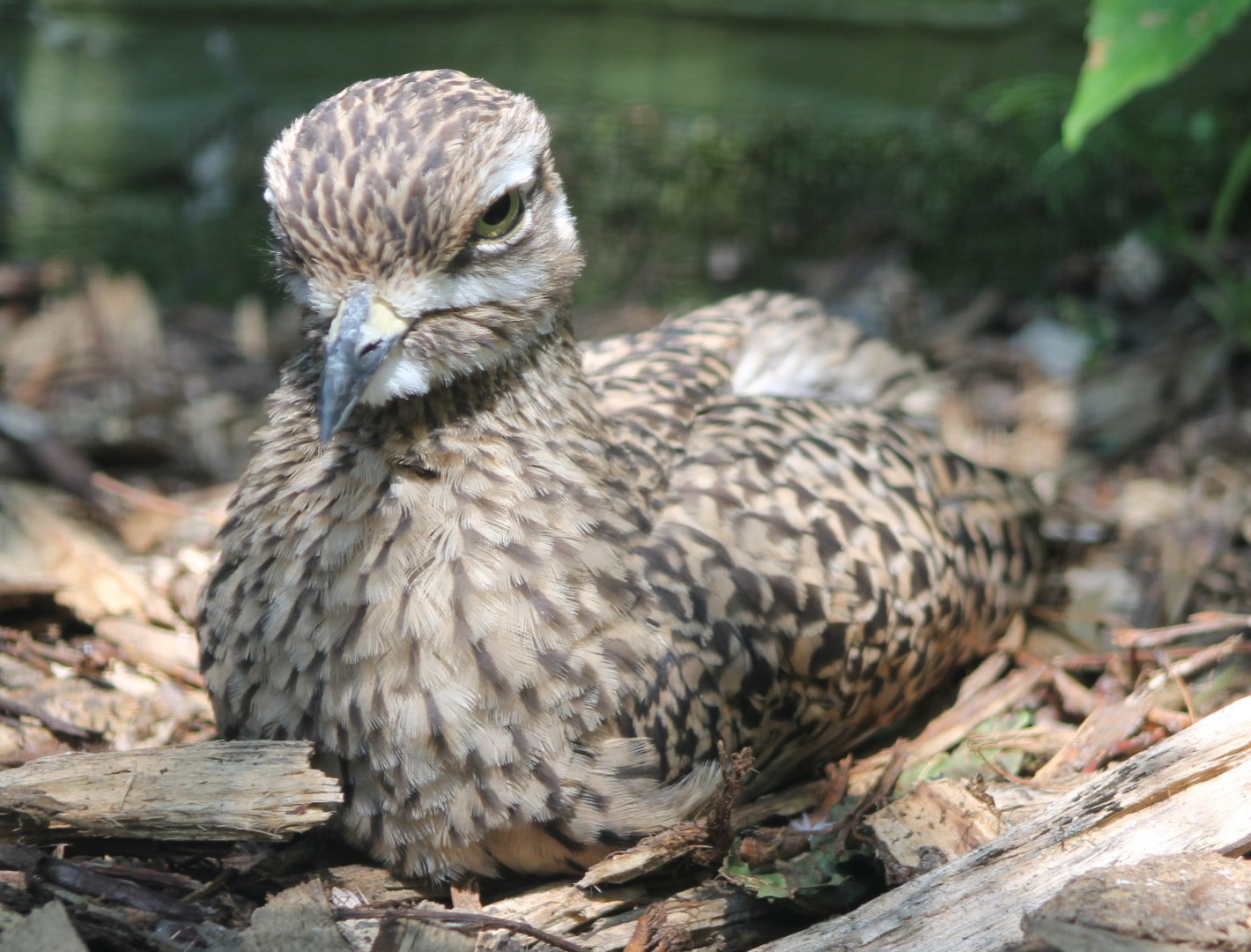 Cape thick-knee