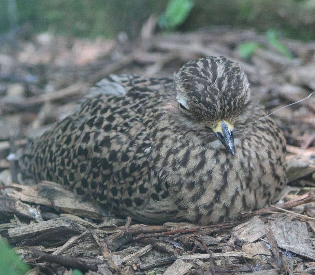 Cape thick-knee