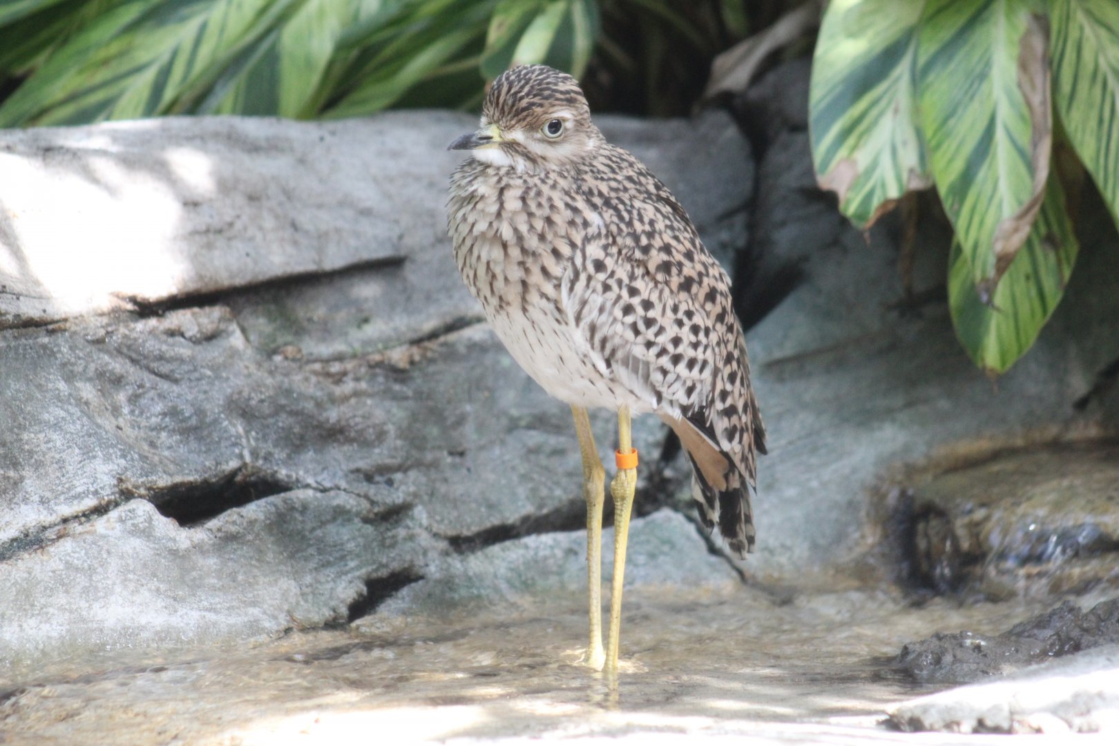 Cape Thick-Knee