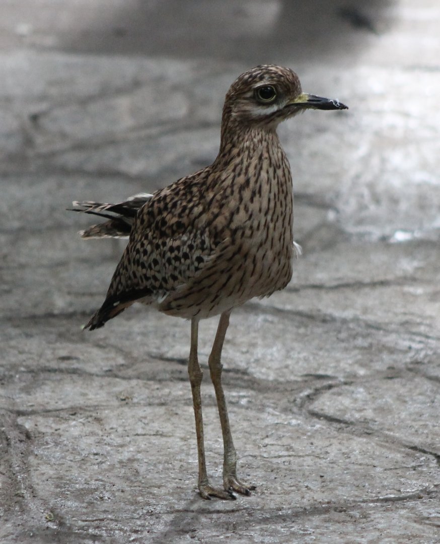 Cape thick-knee