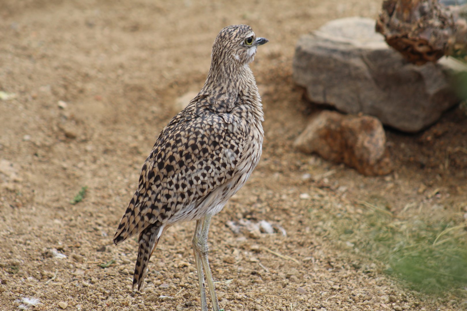 Cape Thick-Knee