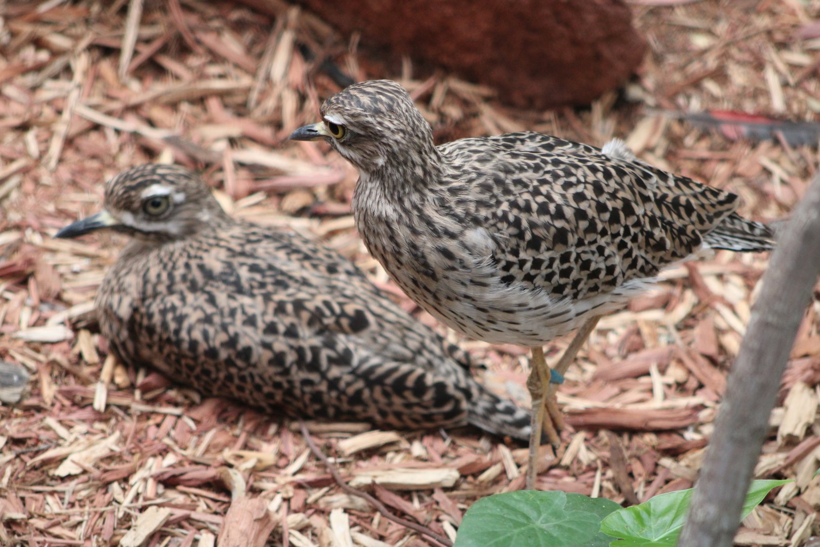 Cape Thick-Knees (Burhinus capensis)