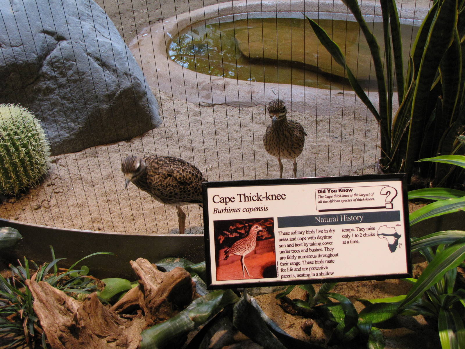 Cape Thick-knees