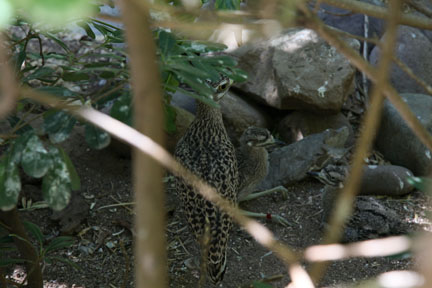 cape thicknee family