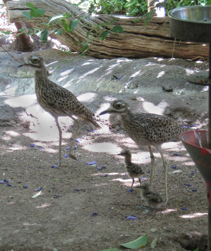 cape thicknees with chicks