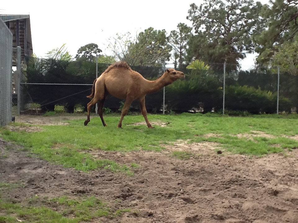 Cape to Cairo Express- Dromedary Camel