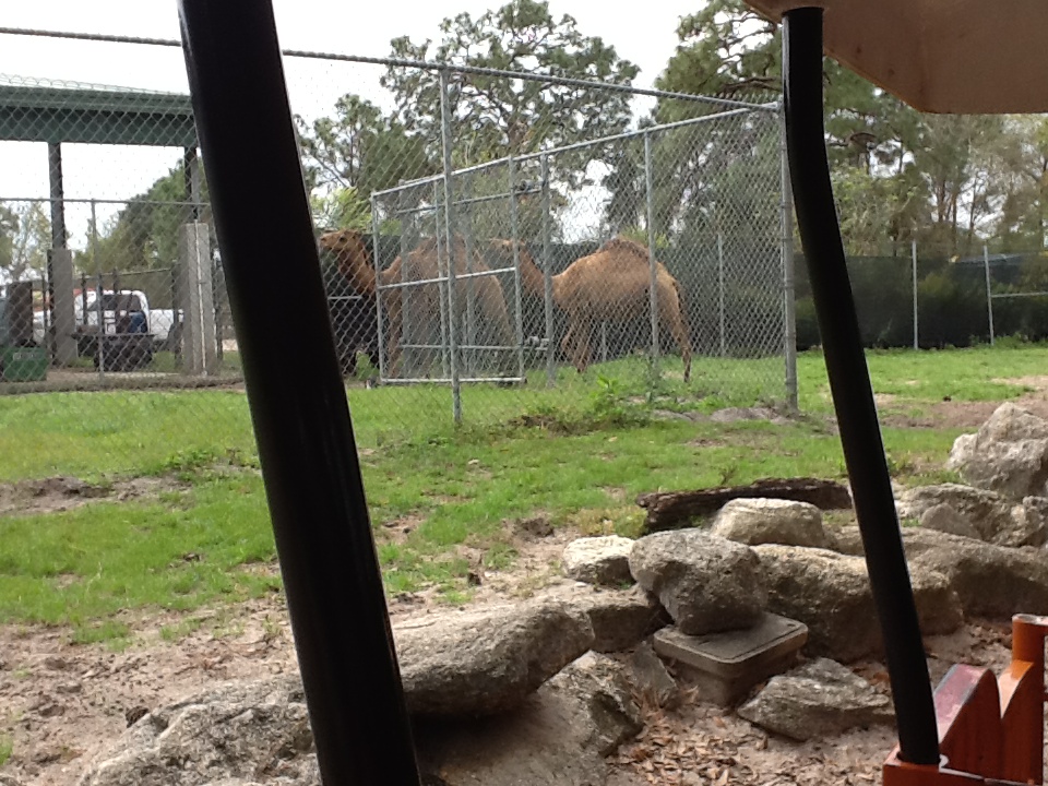 Cape to Cairo Express- Nighthouse with Dromedary Camels