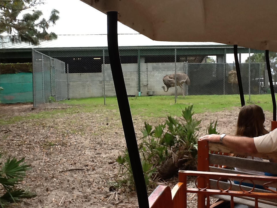 Cape to Cairo Express- Nighthouse with Ostrich