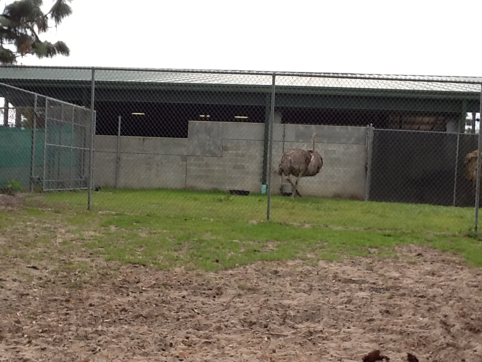 Cape to Cairo Express- Nighthouse with Ostrich