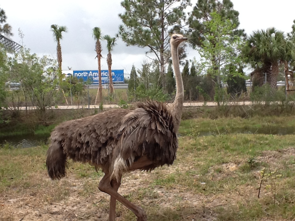 Cape to Cairo Express- Ostrich