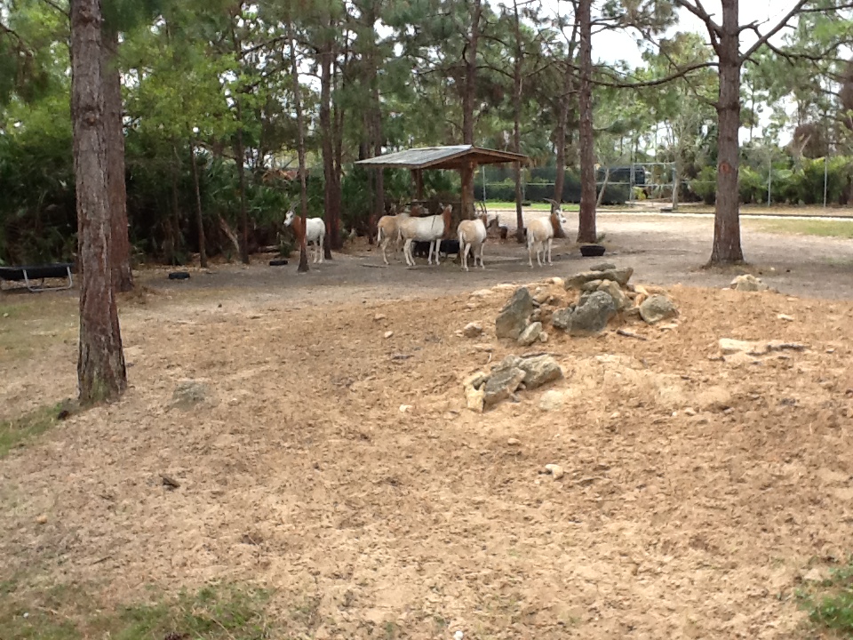 Cape to Cairo Express- Scimitar-Horned Oryxes