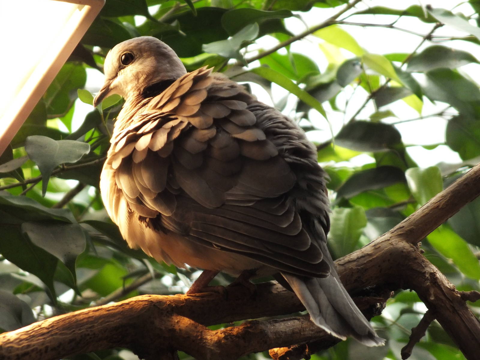 Cape Turtle Dove (Streptopelia capicola) at Zoologischer Garten Magdeburg -