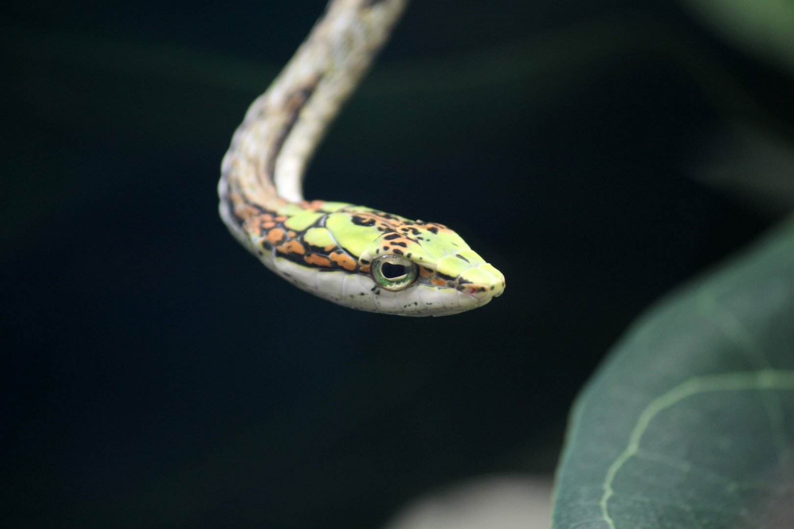 Cape Twig Snake (Savanna Vine Snake) new in 2018