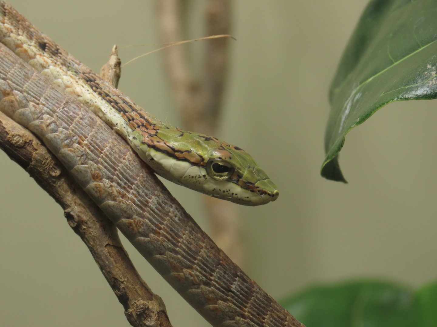 Cape Twig Snake (Thelotornis capensis)