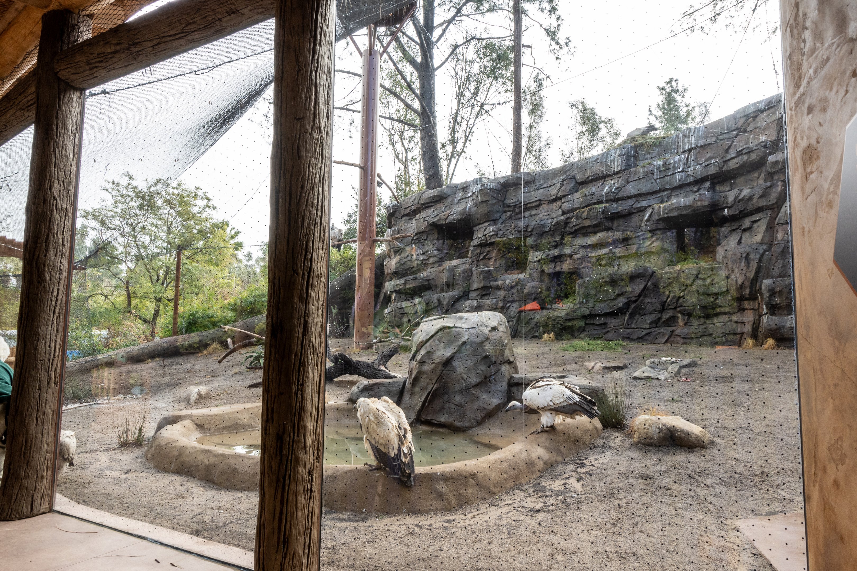 Cape Vulture Aviary - Window view