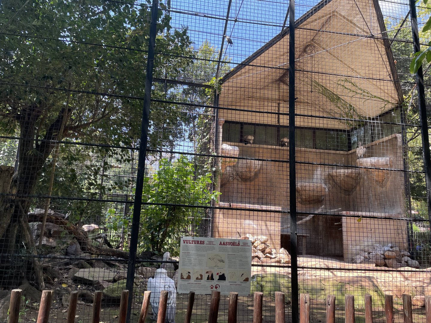 Cape Vulture Exhibit