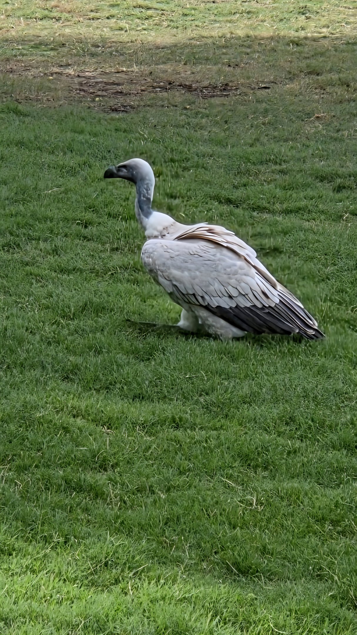 Cape Vulture - Fort Worth Zoo