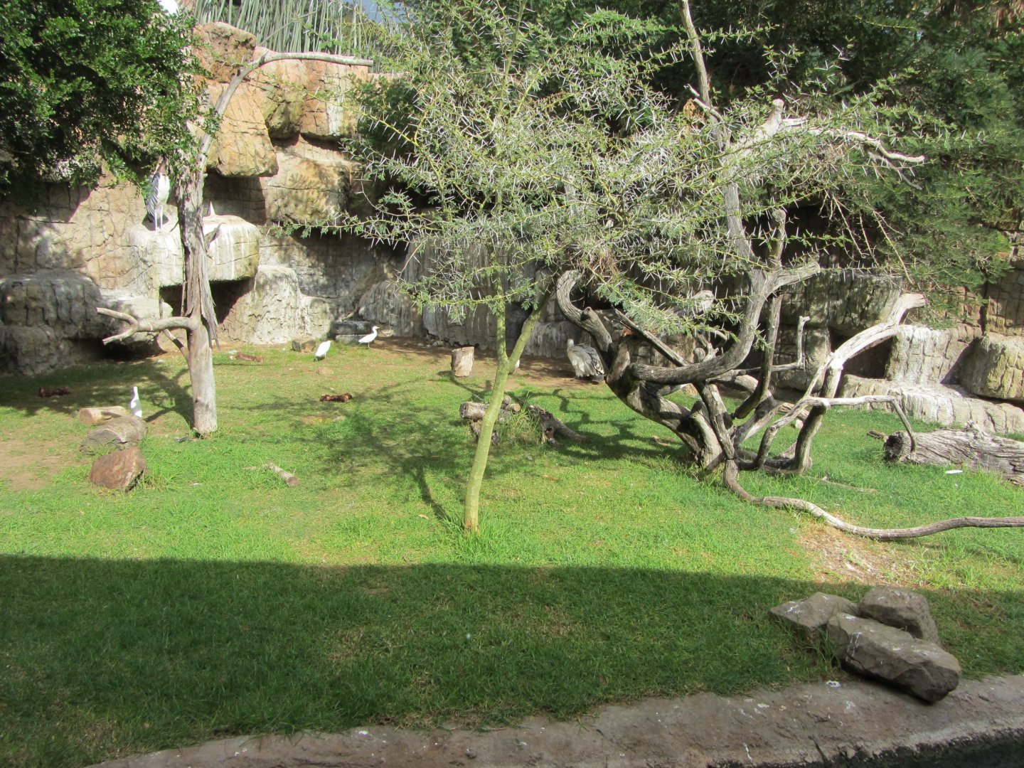 Cape Vulture/Marabou Stork Exhibit