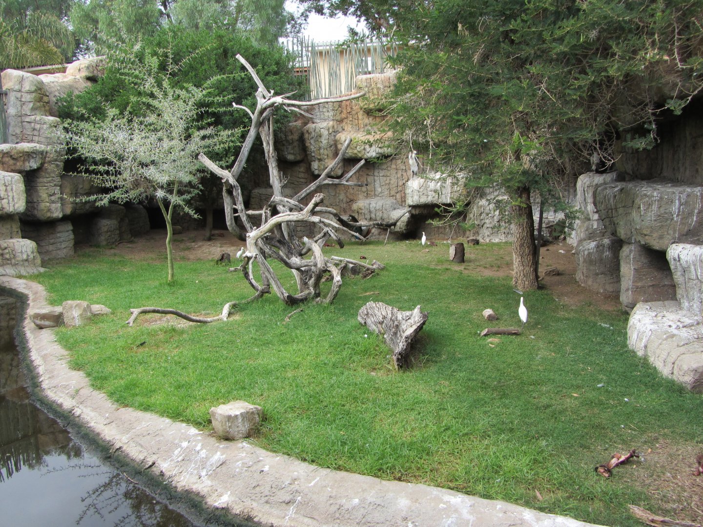 Cape Vulture/Marabou Stork Exhibit