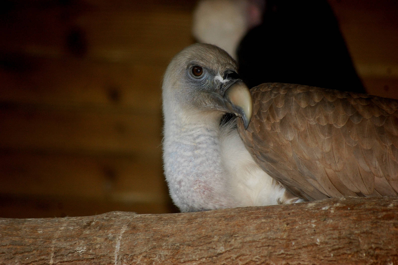 Cape Vulture
