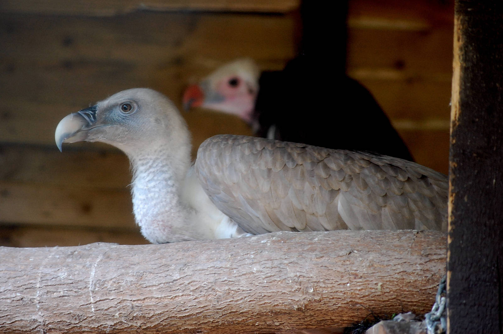 Cape Vulture