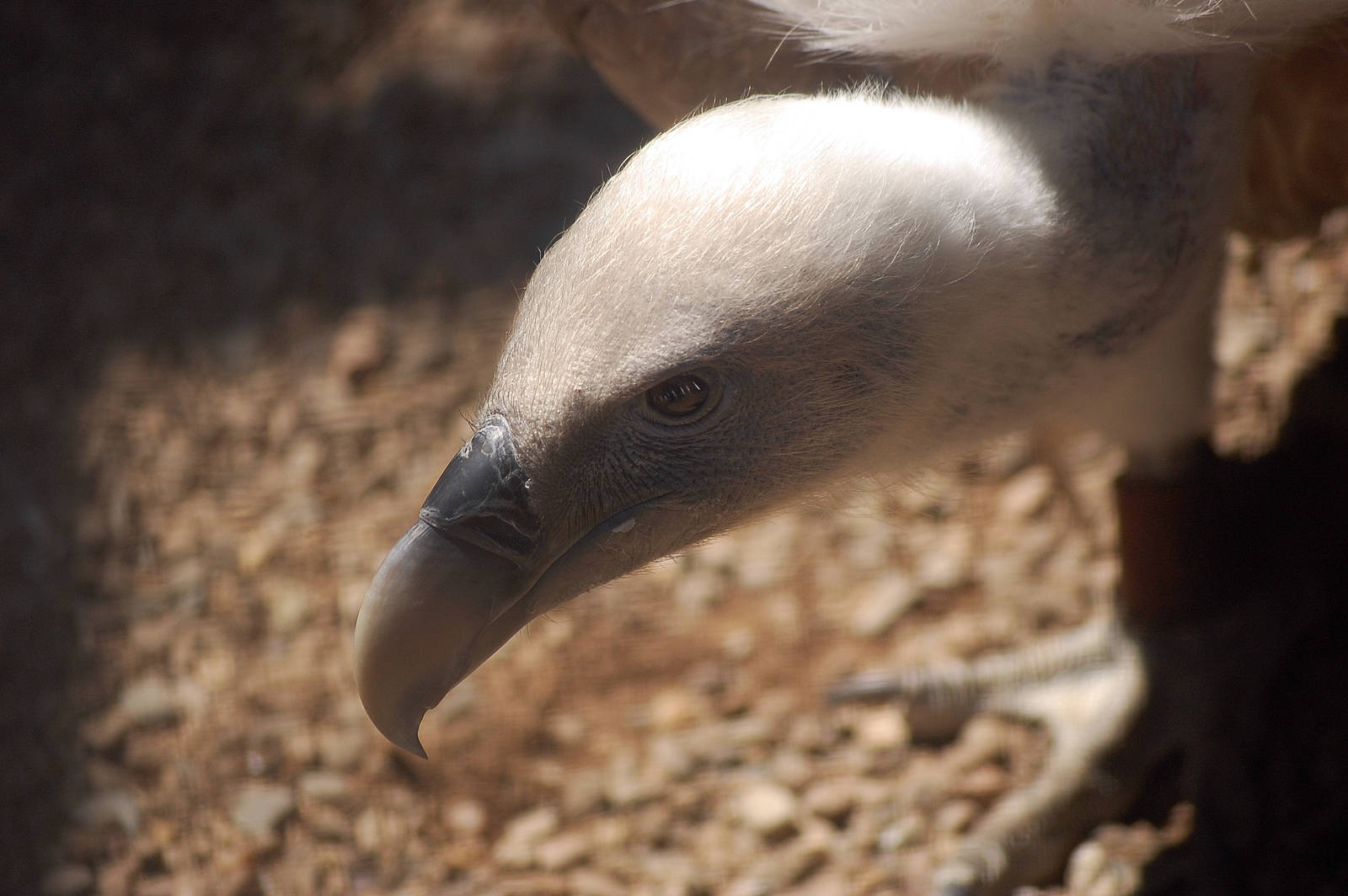 Cape Vulture