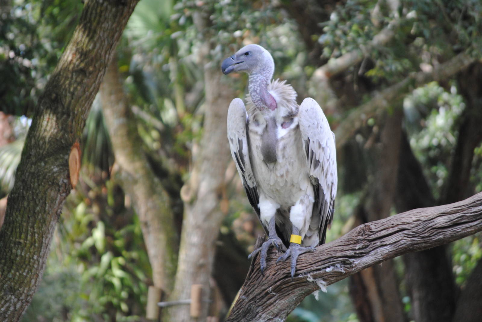 Cape Vulture