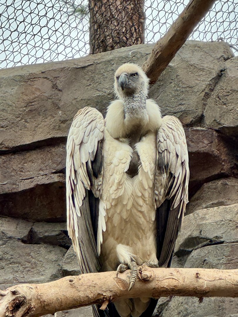 Cape vulture