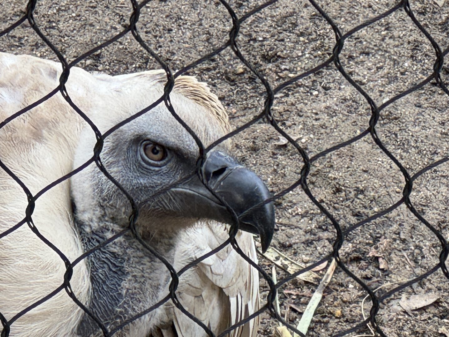 Cape vulture