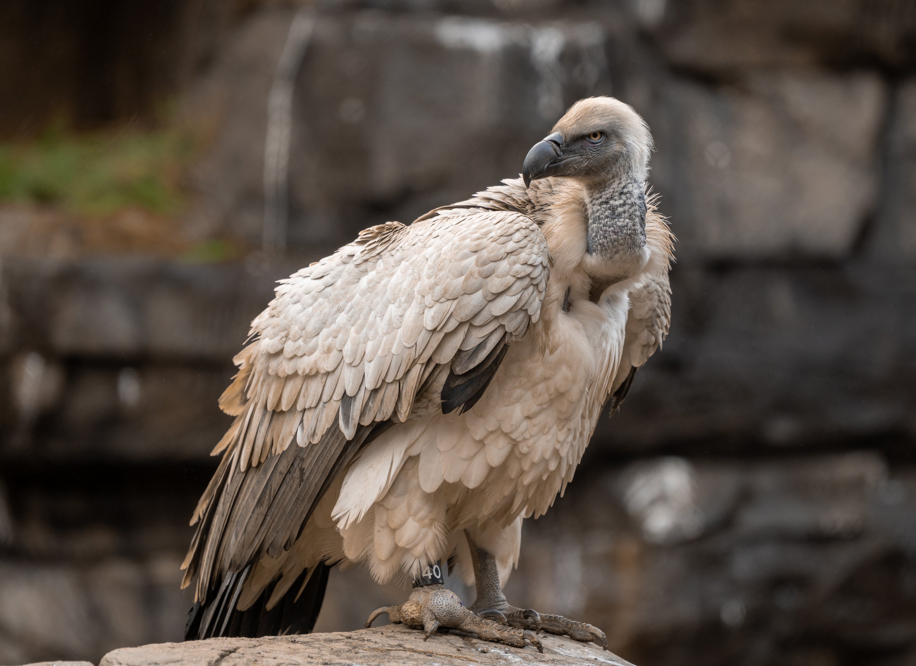 Cape Vulture