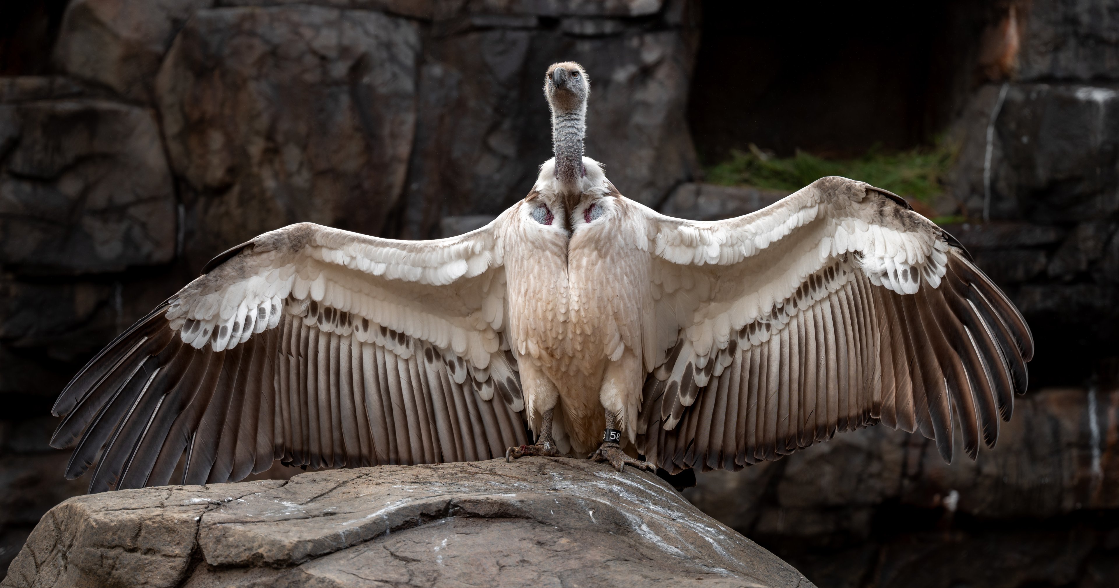 Cape Vulture