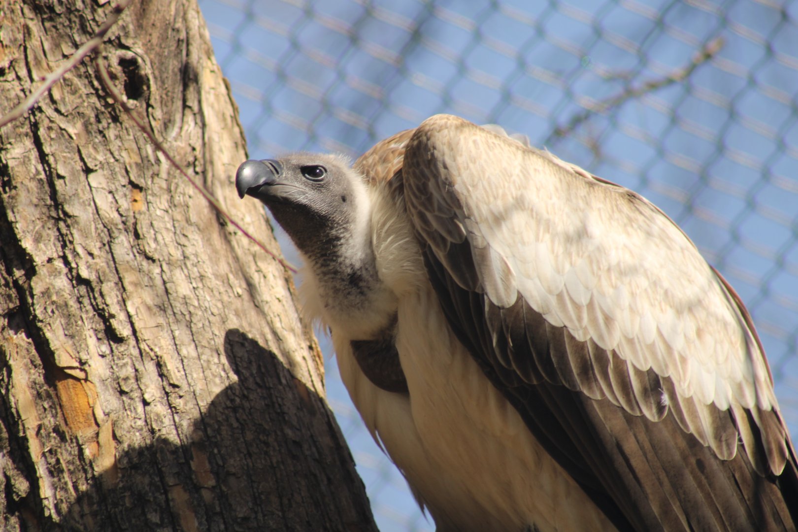 Cape Vulture