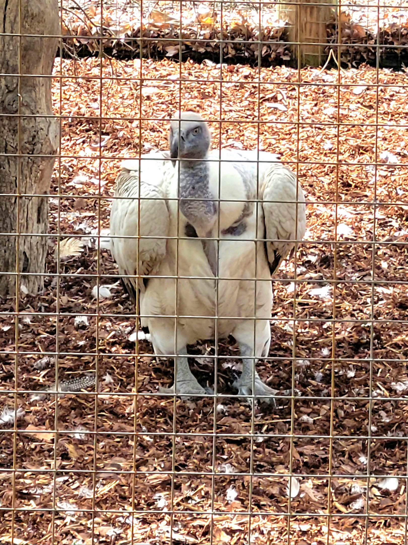 Cape Vulture