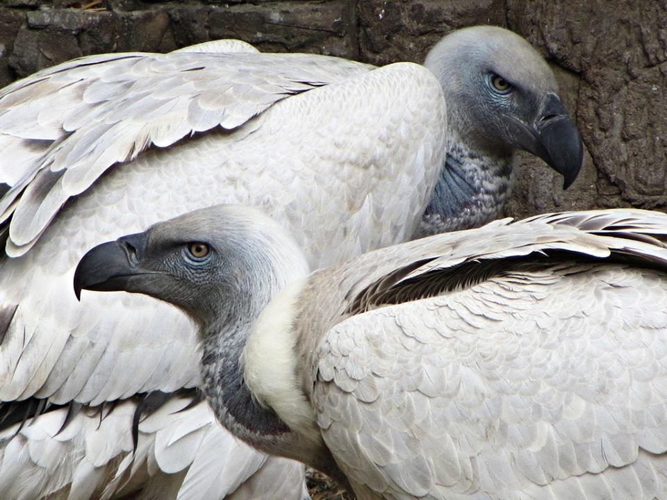 Cape Vultures