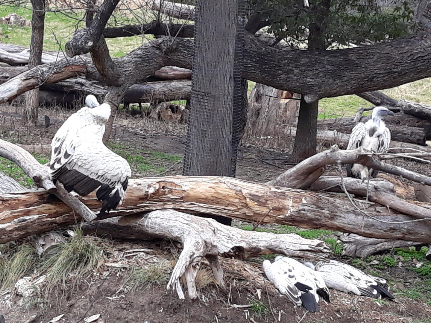 Cape vultures