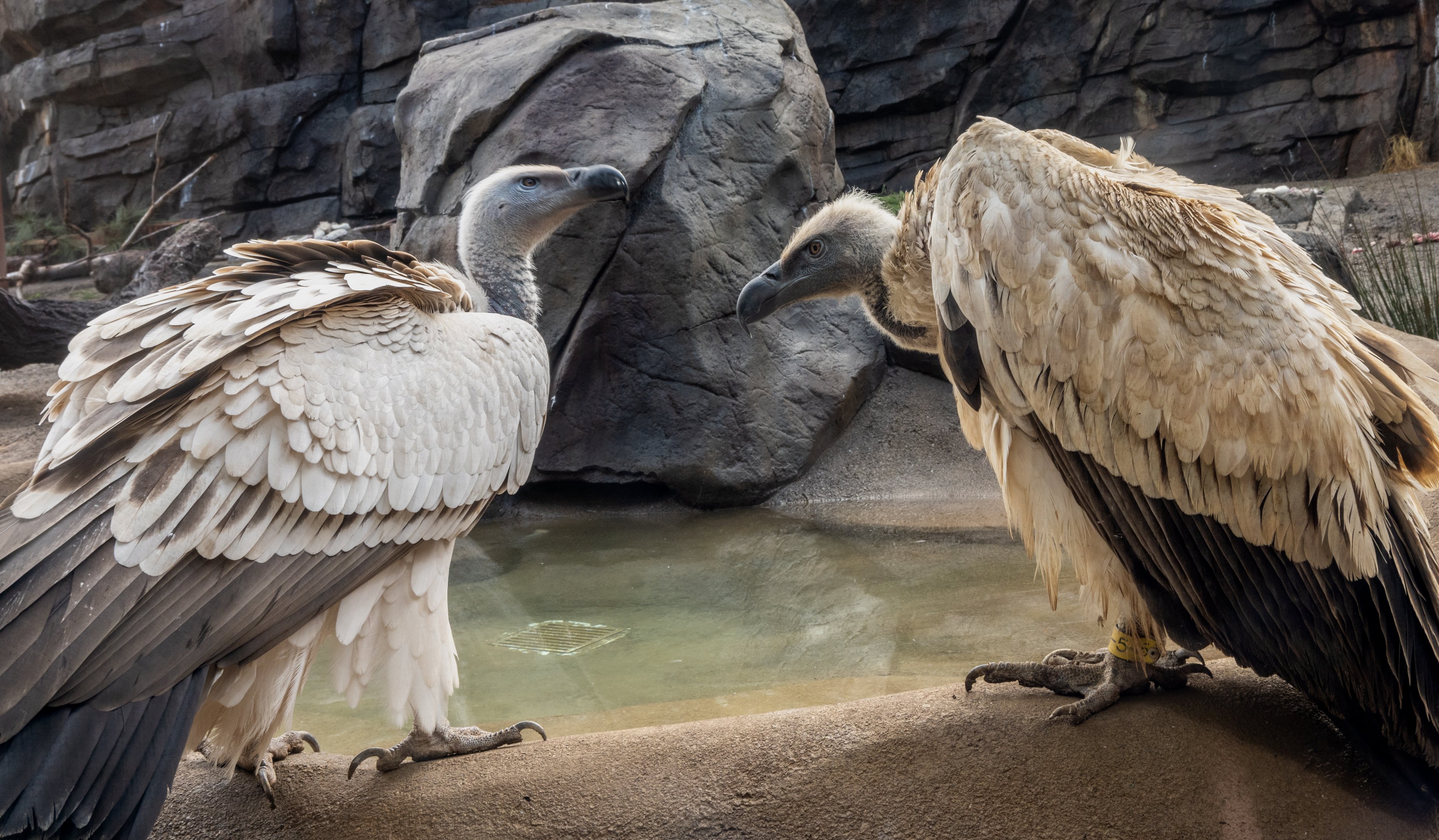 Cape Vultures