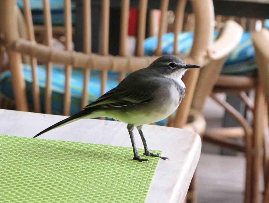 Cape Wagtail
