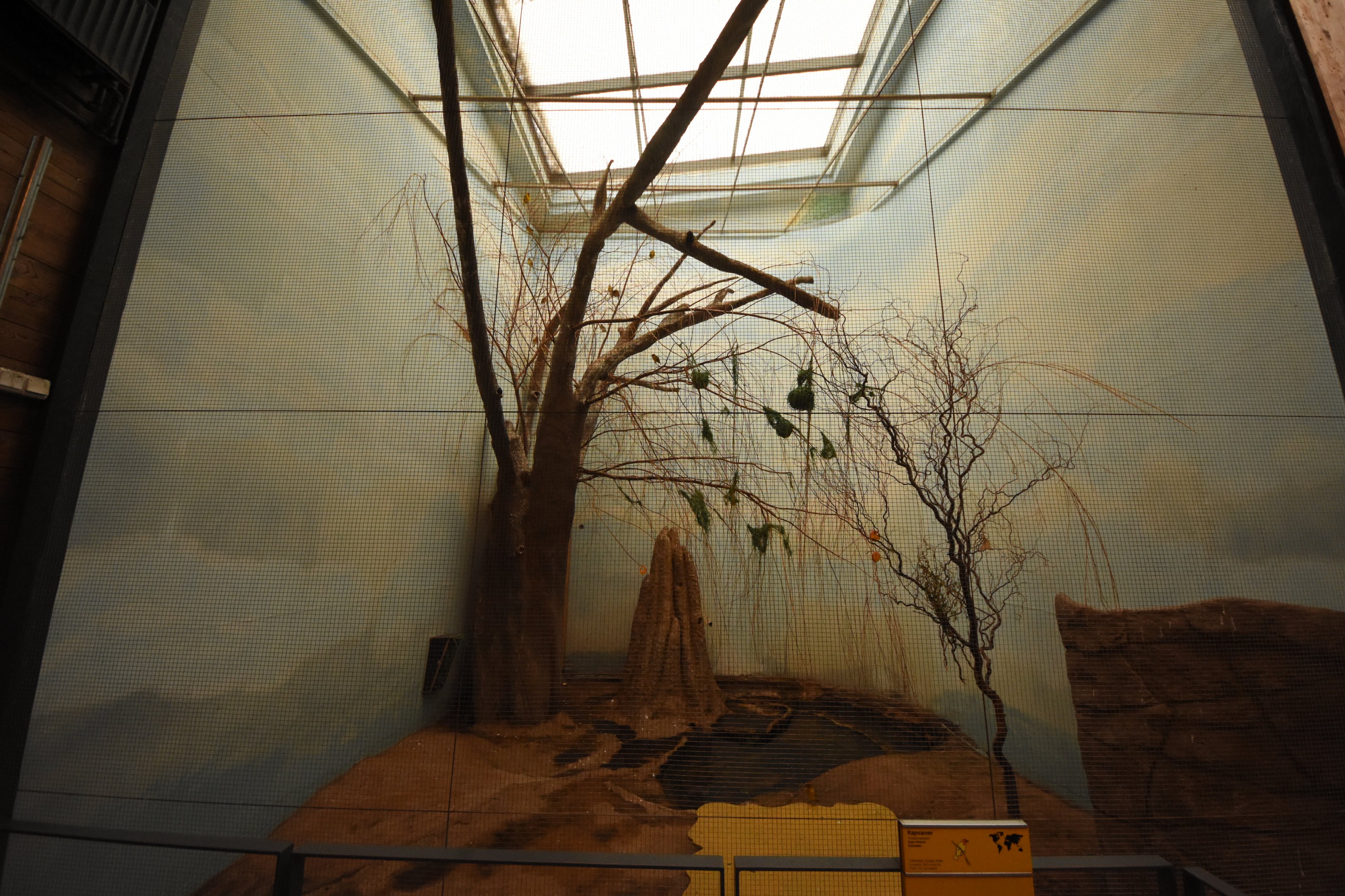 Cape weaver aviary in Giraffe house