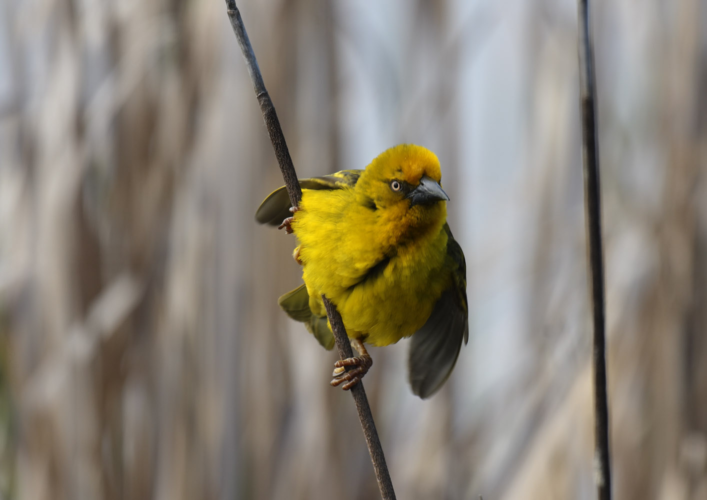 Cape weaver