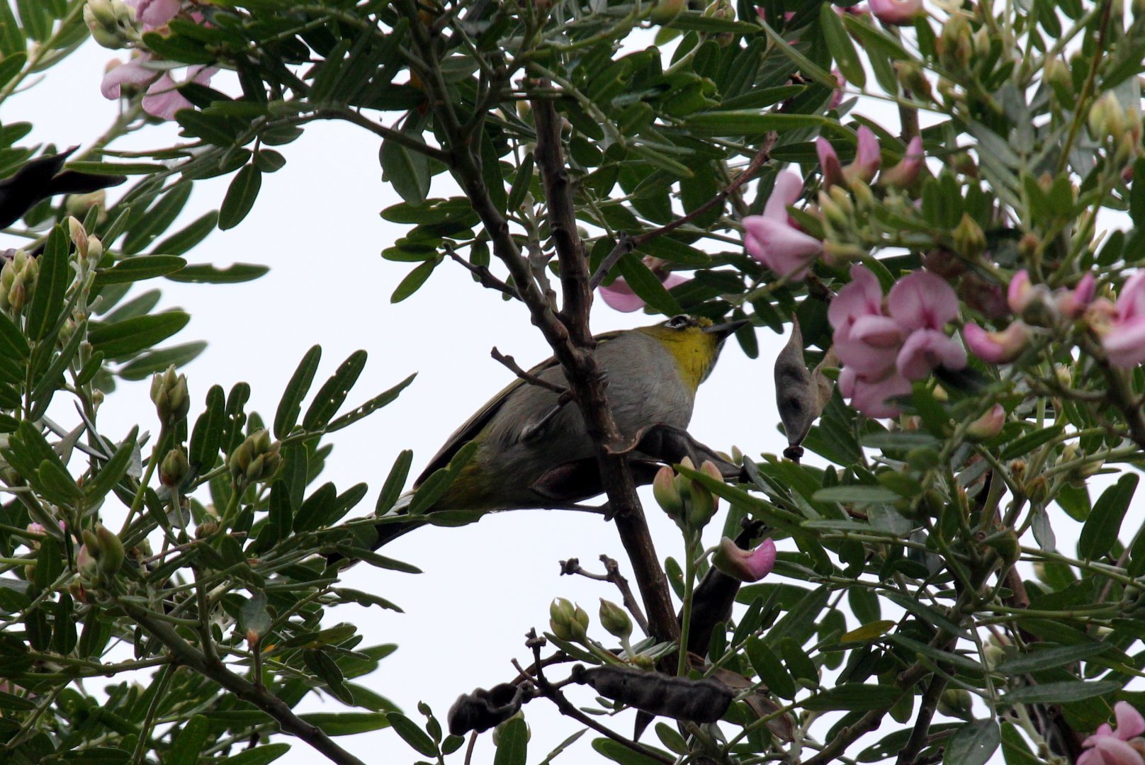 Cape White-Eye (Zosterops virens)